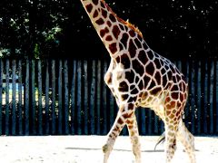 東武動物公園-4　サバンナに生きるもの　☆キリン・サイ・ダチョウetc