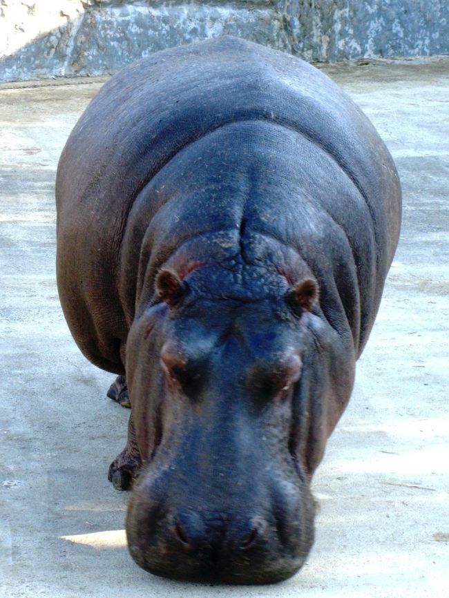 東武動物公園は、埼玉県南埼玉郡宮代町と白岡町にある、東武鉄道グループの東武レジャー企画が運営するアミューズメント施設である。大きく分けると東側が遊園地、西側が動物園とプールからなる。動物園には、兵庫県にあった宝塚ファミリーランドから来たホワイトタイガー（白毛のベンガルトラ）がいる。<br /><br />東武動物公園については・・<br />http://www.tobuzoo.com/cgi-bin/pc_index.php<br /><br />