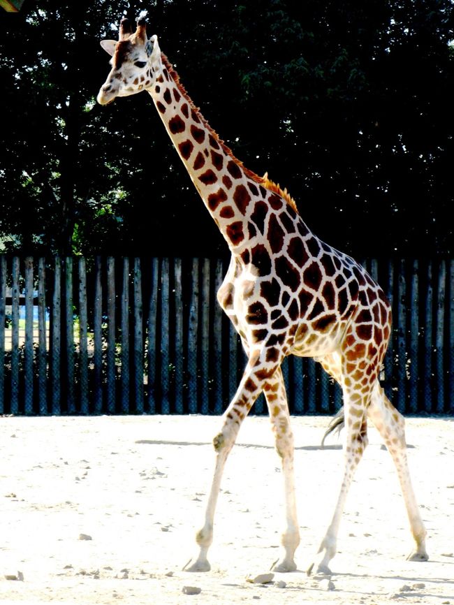 東武動物公園は、埼玉県南埼玉郡宮代町と白岡町にある、東武鉄道グループの東武レジャー企画が運営するアミューズメント施設である。大きく分けると東側が遊園地、西側が動物園とプールからなる。動物園には、兵庫県にあった宝塚ファミリーランドから来たホワイトタイガー（白毛のベンガルトラ）がいる。<br /><br />東武動物公園については・・<br />http://www.tobuzoo.com/cgi-bin/pc_index.php<br /><br />