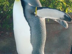 東武動物公園-7　ペンギン・オットセイは大人気　☆フラミンゴなども