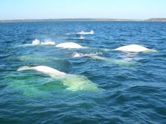 ベルーガに会いに夏のチャーチル　－５日目～最終日－