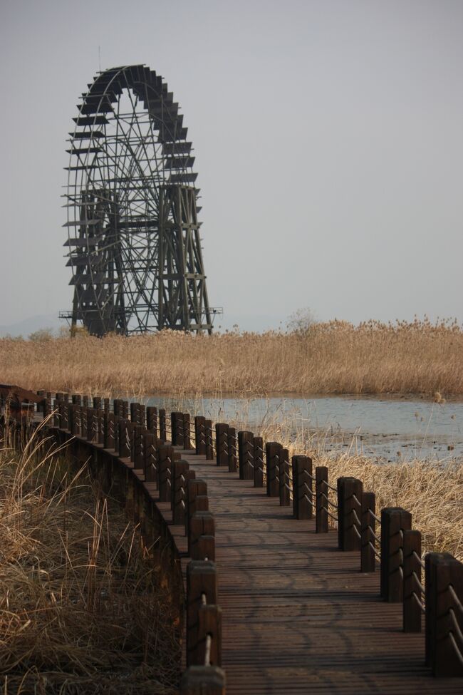 １）．旅の始めに<br /><br />                                              　　　　　　　　               　　　　　リズム踏み　枯野見下ろす　大水車<br />　　　　　　　　 　　　　<br />　　或る日、中国で事業をしている友人から、「忘年会を中国でしよう」と、誘われた。行く先は、上海蟹の養殖で有名な「陽澄湖」がある「昆山」であった。<br />　　「昆山」での、舟形の料理屋での忘年会は、賑やかに始まった。蒸された蟹が運ばれ、好みの蟹を手元の皿に取り、蟹の解体に入るや、部屋は次第に静まって行った。蟹の解体に梃子摺るも、紹興酒を舐めながら、挑戦し続けた。やがて、会話が減り、蟹肢をせせる音も力なく、室内は、静寂へと陥って行った。<br /><br />2）．「蘇州西山風景区」へ<br /><br />　　次の日、僕は、冬の「太湖」を辿るため、蘇州へ向かった。この日は、晴てはいたが、気温は零度を割っており、防寒具をしっかり着込んでいた。<br />　　「蘇州西山風景区」は、蘇州市の西方に位置し、1994年に、「太湖大橋」が完成した。「西山島」は、「洞庭山」とも呼ばれ、「太湖」では最大の島であり、呉越時代からの旧跡があり、みかん、金柑等の柑橘類の果樹が豊富である。春節には観梅客で賑わい、高級緑茶の「碧螺春」の産地でもある。「西湖夕照」、「石公秋月」、「鳳凰煙雨」等の景点にも、出会った。<br /><br />3）．「西山島」へ　<br /><br />　　　　　　　                                               　　　　　　　青魚干す　 湖畔の村の　 年の暮れ<br /><br />    　　「西山島」では、東南の「明月湾古村」に向かった。「石公山」の入り口に、老人の形した巨大な太湖石が、「石公」と名付けられ、置かれていた。入り口付近の広場に、樹齢千年の楠木があり、広場と住区の間には、昔は、湖賊などから守るための濠であったが、今は舟泊りとなっている。橋を渡り、村へ入ると、 淡褐色の絨毛に包まれ、かたまり咲く枇杷の白い花が咲いていた。庭先には、開きにした巨大魚が、縄にぶら下げられ、小魚や蝦等は筵に広げて、干してあった。<br />　　お昼近くに、船着場を見下ろす宿屋の食堂に入った。太湖「三白」といわれる銀魚、白エビ、白魚を使った魚料理に、裏の畑で取れた野菜やキノコを添えた地元料理である。淡白な味付けの魚料理中心の、食べ易い料理であった。ただ淡水魚の小骨の多さには、些か閉口はしたが。<br />　　　　　　　　　　　　　　<br />　　　　　　　　　 　　　　<br />4）．「湿原公園」へ　<br />　　<br />　　食後、2004年頃から開発されている「湿原（土）公園」に向かった。「太湖大橋」を渡り、湖畔に沿い右回りに行くと、レストランが建ち並ぶリゾート地区に出た。その水辺に、巨大な水車が見えたが、2009年夏に完成した「湿地公園」のシンボルでもある大型水車であった。車から降り、湿地の中の桟道を歩いて、大型水車へ向かった。午後になっても気温は上がらず、桟道の脇で、鈍色の葦や、枯れ芒が風に揺れ、一層の寒さを誘った。<br />　　「水車広場」では、背抜きのウエディングドレスを着た女性たちが、震えながら立っていた。水車を背景に、結婚記念アルバムの写真を撮る順番を待っているのだ。順番が来ると、コートを脱ぎ、新郎と絡みながら、笑みを浮かべ写真を撮っていたが、中国では、80年后生まれの離婚率は、今や20％を超えているとも、聞いていた。<br /><br />5).　旅の終わりに<br />　　<br />　　その夜、ホテル近くの酒屋の前を通ったら、甘い香が漂ってきた。金木犀を入れた「冬醸酒」である。この日は、「冬醸酒」を飲み、冬至を祝う、祭日であった。<br />　　2009年の中国は、GNPが8%は超えたようである。不動産価格も、この1年で2桁の値上がりだと言われている。企業誘致のため開発された「工業園区」も「新区」も、今も、マンションブームの様である。中国経済の元気さは羨ましい限りだが、夜になっても灯りが点かないマンションが増えつつあるのは、些か不気味である。<br />　翌日、空席の目立つ最終便で、上海から帰国の途についた。(完)<br /><br /><br />＊　Coordinator:    Gu  Hong                         <br /><br /><br /><br />