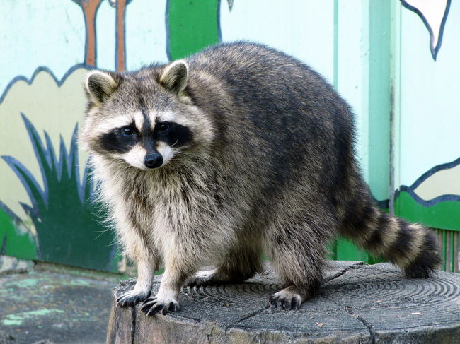 ばんざ〜い！　目的達成@<br />智光山公園では、このあいだの東武動物公園で撮り損ねたアライグマの写真を撮りたいと思っていました。<br />20分以上ねばって、やっとチャンスをくれました、ラスカルくん！<br />ずっとずっとじっとしててくれなくて、何度あきらめようかと思ったものです。<br /><br />正月２日目も、のんびり過ごしたいがゆえ、あんまり正月らしくないところへ出かけました。<br />２日続けて智光山公園ですが、本日の目当てはふれあい動物園です。正式名はこども動物園。<br />入園料は200円。<br />子供をターゲットにした動物園なので、大型動物はいません。小型獣が中心です。<br />馬やヤギや鶏などの家畜動物、それからウサギやハムスターのような子供が触れられる動物も多いです。<br />でも、イヌネコを飼っているわけではない私が動物撮影にチャレンジするには格好の場所に違いありません。<br /><br />恒例のお正月イベントだという干支引き継ぎ式は見ることはできました@<br /><br />花の撮影も思うとおりにいくとは限らないものですが、動物は、花とは違ったチャレンジのしどころが新鮮です。<br />先日の東武動物公園で撮った写真をいくつか友人に披露したら、ほとんど動きっぱなしの動物の一瞬のポーズをとらえた、私にとって難易度が高かった動物写真より、あんまり動いてなくて撮りやすかったけど、そのポーズに動きが感じられる動物写真の方が好評でした。<br />写真は、過程でなく結果だなぁとあらためて思いました。<br /><br />動物写真は、ピンぼけのない写真はもちろん、動物がこっち向いている写真を撮るところからして、なかなか辛抱がいります。<br />だって動物園の動物って、そっぽむいている時間が長い方が多いんですもの。<br />エサでもチラつかせることができればこっち向いてくれるのでしょうけど。<br />できればこっち向いてる写真を、できれば思わずセリフをアテたくなるような面白いポーズで撮りたいなぁと思ったのですが、うーん、成功したといえるかどうか。<br /><br />でも、たいていの動物が見学者たちをムシしている中で、サル山のサルたちは違っていました。<br />それまで人に例えられそうな群れの姿を披露してくれていたところ、「もうすぐ閉園の時間です」という園内放送が流れたとたん、一斉にギャーッと大騒ぎして、すべてのサルが見学者の見えない舞台裏に退場してしまったのです。<br />まるでそれまで「動物園の一員としての義務を果たしていましたよ」と言わんばかりの見事な集団行動に、笑いがこみあげてきました。<br />───ひょっとしたら閉園と同時にエサの時間なのかもしれませんけどね。<br /><br />※はじめての動物撮影にチャレンジした東武動物公園の旅行記（2009年12月27日）<br />「きっかけはイルミネーション！───はじめての東武動物公園（1）１番目当てはホワイトタイガーだけど@」<br />http://4travel.jp/traveler/traveler-mami/album/10412696/<br />「きっかけはイルミネーション！───はじめての東武動物公園（2）２番目当てはレッサーパンダだけど@」<br />http://4travel.jp/traveler/traveler-mami/album/10412697/<br /><br />こども植物園（智光山公園）公式サイト<br />http://www.city.sayama.saitama.jp/zoo/index.html<br />狭山市公園管理事務所サイトの智光山公園のページ<br />http://www.city.sayama.saitama.jp/kakuka/kensetu/kouen/hp/park/shokai/chikouzan/chikouzan.htm<br />「子供と一緒に遊びに行こう！」の智光山公園のページ<br />http://santa.cside.com/kouen/tikouzan.htm<br />「旅に行きた隊！」の智光山公園のページ<br />http://quetzal.gozaru.jp/q010/sy01.html<br />