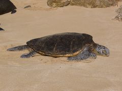 ハワイ旅行記＜ドール＆ノースショア編＞