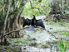 南フロリダ大自然ツアー(?!) 2 Corkscrew Swamp Sanctuary 