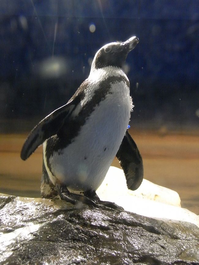 品川にあるエプソン水族館。<br />旅行記というわけではないけど<br />お正月期間中に行ったのは初めて！<br /><br />http://www.princehotels.co.jp/shinagawa/aquastadium/index.html