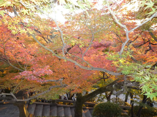 今年から遠距離になった友達と。「そうだ！京都へ行こう！」と一ヶ月前に決め、結局宿しか決まらず行った秋の京都。1泊2日の無計画弾丸ツアーだったけれど、何はともあれ京都はすばらしい街でした。