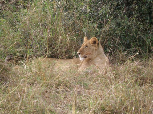 2009年9月のシルバーウィークを利用して、ケニアでサファリをしてきました。<br />ものすっごく良かったです！何がどう良かったのか、と聞かれるとなんといったらいいのか分からないんだけれど、野生に生きる動物たちと大自然に興奮し、また癒されました。ちょっとバタバタの忙しい旅になってしまったのが残念ではあったけどね。<br />相変わらずの女一人旅＆今回は初の英語ガイドってことでどうなるかと思いましたが、特に問題なく過ごせて楽しかったです。<br /><br />そして、マサイマラで初サファリ！<br /><br />日程<br />1日目　関空出発　カタール航空にてドーハへ<br />2日目　ドーハで乗り継いでナイロビへ。ジラフセンター観光（パナフリックホテル泊）<br />3日目　エアケニアでマサイマラへ　夕方、初サファリ（ムパタクラブ泊）<br />4日目　半日サファリ（ムパタクラブ泊）<br />5日目　早朝サファリ後、国内線でナイロビへ。その後、陸路ナクル湖へ（フラミンゴヒルキャンプ泊）<br />6日目　ナクル湖サファリ後、アンボセリへ。アンボセリサファリ。（アンボセリソパロッジ泊）<br />7日目　プチサファリをしながら、ナイロビへ。カタール航空でドーハへ。<br />8日目　関空着<br /><br />https://blogs.yahoo.co.jp/alice_in_fireland/64702792.html<br />