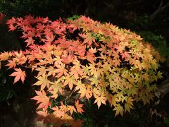 湖東三山の紅葉