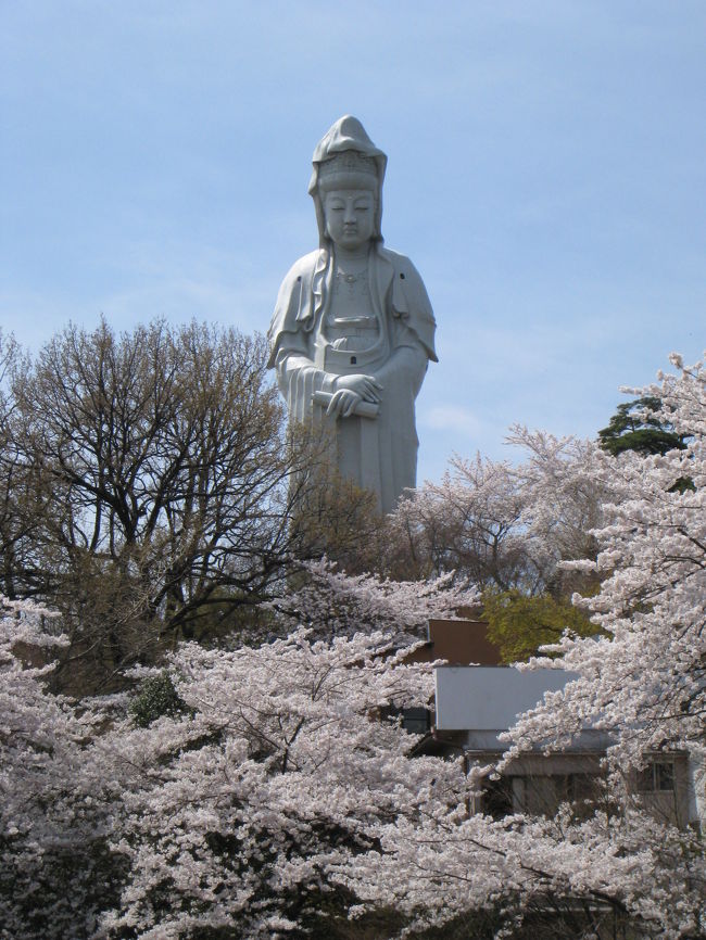 高崎市のシンボル「高崎白衣大観音」<br />桜の咲く季節は特に観光客が増えます。<br /><br />桜のピンクに観音様の白。<br />とても鮮やかな景色を見せてくれます。