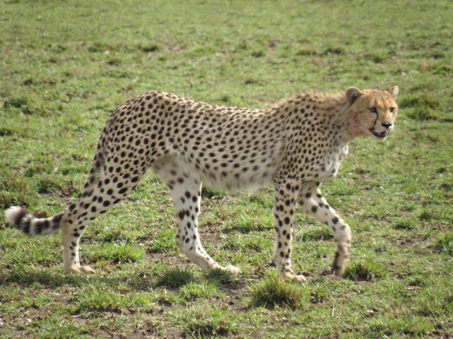 2009年9月のシルバーウィークを利用して、ケニアでサファリをしてきました。<br />ものすっごく良かったです！何がどう良かったのか、と聞かれるとなんといったらいいのか分からないんだけれど、野生に生きる動物たちと大自然に興奮し、また癒されました。ちょっとバタバタの忙しい旅になってしまったのが残念ではあったけどね。<br />相変わらずの女一人旅＆今回は初の英語ガイドってことでどうなるかと思いましたが、特に問題なく過ごせて楽しかったです。<br /><br />今日は朝食を持って、半日サファリです！<br /><br />日程<br />1日目　関空出発　カタール航空にてドーハへ<br />2日目　ドーハで乗り継いでナイロビへ。ジラフセンター観光（パナフリックホテル泊）<br />3日目　エアケニアでマサイマラへ　夕方、初サファリ（ムパタクラブ泊）<br />4日目　半日サファリ（ムパタクラブ泊）<br />5日目　早朝サファリ後、国内線でナイロビへ。その後、陸路ナクル湖へ（フラミンゴヒルキャンプ泊）<br />6日目　ナクル湖サファリ後、アンボセリへ。アンボセリサファリ。（アンボセリソパロッジ泊）<br />7日目　プチサファリをしながら、ナイロビへ。カタール航空でドーハへ。<br />8日目　関空着<br /><br />https://blogs.yahoo.co.jp/alice_in_fireland/64702792.html<br />