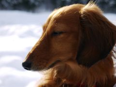 旅行じゃないけど。。。雪景色＆けびぞーです＠＾−＾＠