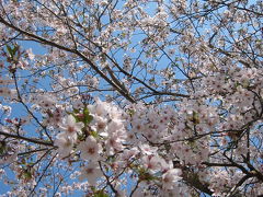 成田ゆめ牧場　～春満開～