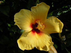 ２０１０年ハワイ旅行 ７日目