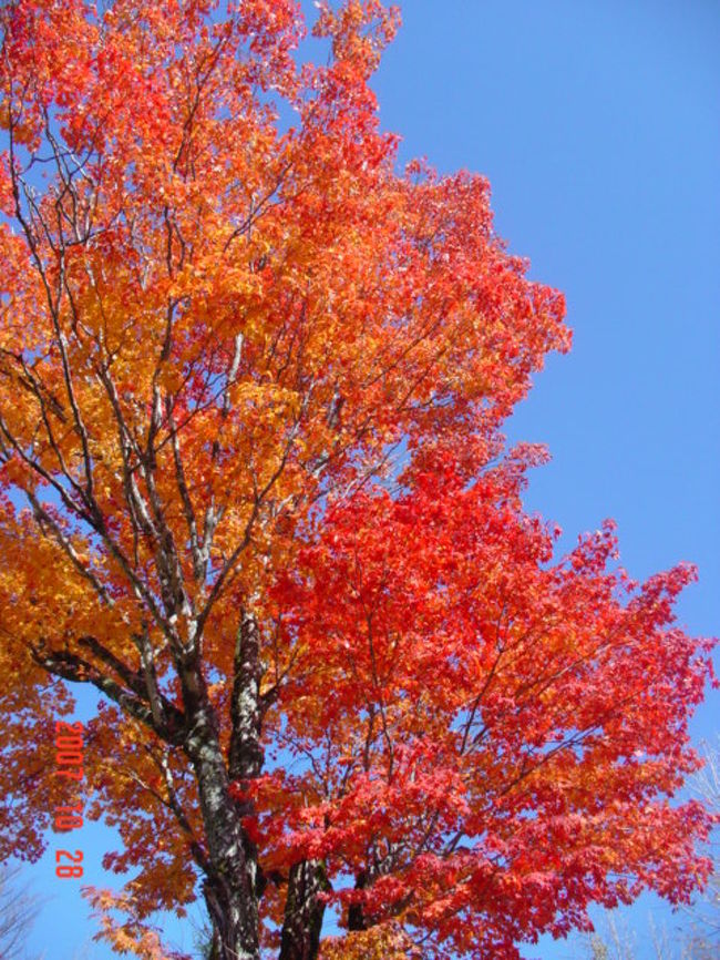 新穂高ロープウェイに乗って、付近の紅葉と山の景色を見ました。