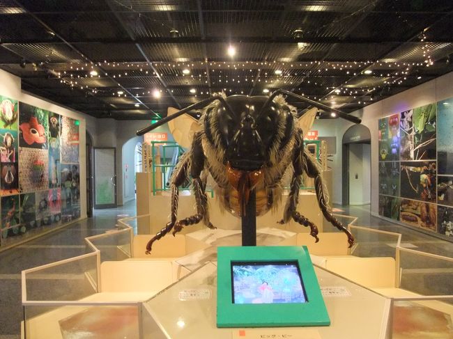 　伊丹市昆虫館は１月１日も開館していて<br />遠くから実家に帰省されたかたもいけるおすすめスポットです。<br />　ここは１年中蝶がとびかう温室や昆虫標本の展示が<br />あります。<br />