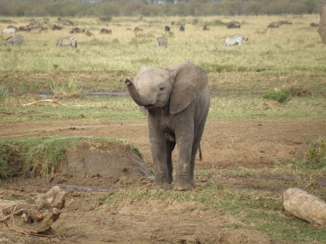 2009年9月のシルバーウィークを利用して、ケニアでサファリをしてきました。<br />ものすっごく良かったです！何がどう良かったのか、と聞かれるとなんといったらいいのか分からないんだけれど、野生に生きる動物たちと大自然に興奮し、また癒されました。ちょっとバタバタの忙しい旅になってしまったのが残念ではあったけどね。<br />相変わらずの女一人旅＆今回は初の英語ガイドってことでどうなるかと思いましたが、特に問題なく過ごせて楽しかったです。<br /><br />この日は早朝マサイマラでサファリをした後、ナクル湖へ移動してナクル湖でサファリをする予定だったんだけど、エアケニアのおかげでひどい目に合いましたわ･･･。<br /><br /><br />日程<br />1日目　関空出発　カタール航空にてドーハへ<br />2日目　ドーハで乗り継いでナイロビへ。ジラフセンター観光（パナフリックホテル泊）<br />3日目　エアケニアでマサイマラへ　夕方、初サファリ（ムパタクラブ泊）<br />4日目　半日サファリ（ムパタクラブ泊）<br />5日目　早朝サファリ後、国内線でナイロビへ。その後、陸路ナクル湖へ（フラミンゴヒルキャンプ泊）<br />6日目　ナクル湖サファリ後、アンボセリへ。アンボセリサファリ。（アンボセリソパロッジ泊）<br />7日目　プチサファリをしながら、ナイロビへ。カタール航空でドーハへ。<br />8日目　関空着<br /><br />https://blogs.yahoo.co.jp/alice_in_fireland/64702792.html<br /><br />