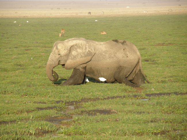 2009年9月のシルバーウィークを利用して、ケニアでサファリをしてきました。<br />ものすっごく良かったです！何がどう良かったのか、と聞かれるとなんといったらいいのか分からないんだけれど、野生に生きる動物たちと大自然に興奮し、また癒されました。ちょっとバタバタの忙しい旅になってしまったのが残念ではあったけどね。<br />相変わらずの女一人旅＆今回は初の英語ガイドってことでどうなるかと思いましたが、特に問題なく過ごせて楽しかったです。<br />ナクル湖からナイロビを経由して、アンボセリへ。ロングドライブの後、アンボセリ国立公園でサファリをしました。<br /><br /><br />日程<br />1日目　関空出発　カタール航空にてドーハへ<br />2日目　ドーハで乗り継いでナイロビへ。ジラフセンター観光（パナフリックホテル泊）<br />3日目　エアケニアでマサイマラへ　夕方、初サファリ（ムパタクラブ泊）<br />4日目　半日サファリ（ムパタクラブ泊）<br />5日目　早朝サファリ後、国内線でナイロビへ。その後、陸路ナクル湖へ（フラミンゴヒルキャンプ泊）<br />6日目　ナクル湖サファリ後、アンボセリへ。アンボセリサファリ。（アンボセリソパロッジ泊）<br />7日目　プチサファリをしながら、ナイロビへ。カタール航空でドーハへ。<br />8日目　関空着<br /><br />https://blogs.yahoo.co.jp/alice_in_fireland/64702792.html<br /><br />
