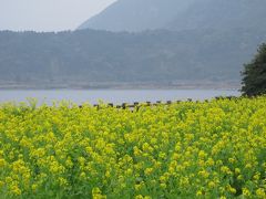 指宿菜の花マラソンー開聞岳