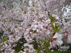 高遠城址公園さくら祭り♪