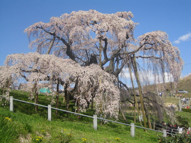 天然記念物の三春滝桜と<br />鍾乳洞・あぶくま洞へ。