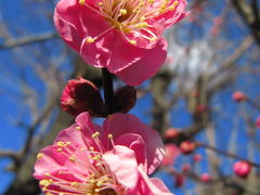 ひと足早い梅の花だより・2010