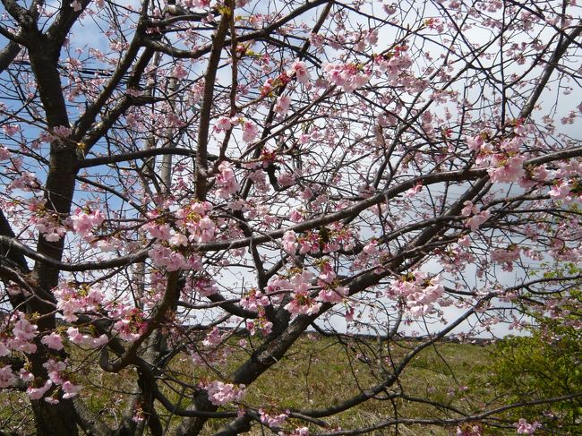 初めて河津桜を見に行ってきました。<br /><br />１日目<br />さっそく河津桜まつりへ。<br />残念ながら見頃は過ぎていてほとんどが葉桜だったけれど、鮮やかなピンクはとてもきれいでした。<br />宿泊は片瀬館ひいな。<br />雰囲気、スタッフ、お料理、お風呂、全て満足でゆっくりのんびりできました♪<br /><br />２日目<br />下田海中水族館でイルカと遊んできました～。<br />サインを教えてもらい、イルカにタッチや握手☆<br />つるつるで想像通りの感触！！<br />ランチは小川屋のうなぎ。<br />ネットでの口コミ評価が高く、気になっていたお店です。<br />初めて食べた白焼き、ふわっふわでおいしかった～<br /><br /><br />