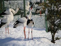 ２０１０年冬　旬のカニを食べに日本海へ【兵庫県立コウノトリの郷公園】vol．２