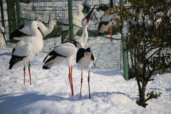 今年も旬のカニを食べに日本海へ行ってきました。<br /><br />兵庫県立コウノトリ公園では、国の天然記念物であるコウノトリを野生に戻す取り組みが行われています。<br />入場は無料でコウノトリ文化館では、コウノトリの剥製や資料が展示されています。また公開ゲージではたくさんのコウノトリを観察することができます。