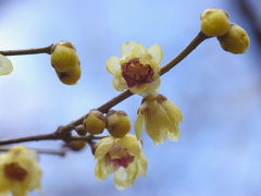 冬の京都府立植物園へ　　Ⅰ蝋梅に誘われて～