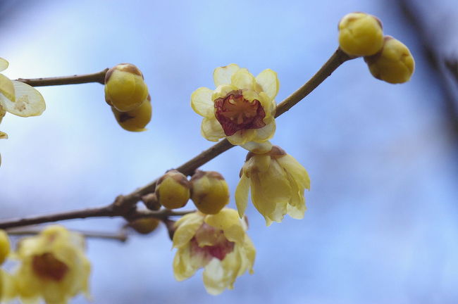 今年は蝋梅の開花が早く12月中に開化報告がありました。<br />きっといい香りを放っているでしょうとワクワクしながら京都府立植物園を訪れました。<br /><br />お花も蕾もいっぱいで梅園の中でいい香りを漂わせていました。<br /><br />冬枯れの植物園の中で、寒さにも負けず可憐な花たちが目を楽しませてくれています。<br />寒かったけれど幸せなひと時でした～<br /><br />Ⅰ　蝋梅に誘われて～<br />Ⅱ　アマゾンユリに逢いたくて温室へ