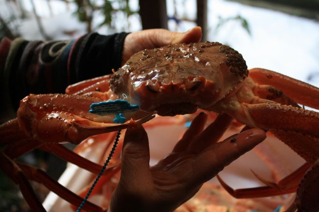 今年も旬のカニを食べに日本海へ行ってきました。 <br /><br />カニのお宿は浜坂にある澄風荘です。<br />小さなお宿はどこか懐かしさを感じさせる雰囲気で、アットホームなもてなしに心が和みました。<br />新鮮なカニを炭火焼で食べてとてもおいしかったです。<br />また一人に二杯のカニが出るので、食べきれないほどのボリュームでした。<br />浜坂は松葉カニの水揚げ日本一の漁港です。<br />またカニソムリエがいる町としても知られています。<br /><br />前編ではチェックインから夕食までの内容となっています。<br /><br />※表紙の写真の大きさになるまでは１５年くらいかかるそうです。<br /><br />