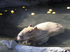 カピバラを訪ねて☆真冬の伊東へ