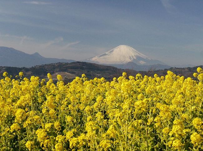 さすがに湘南は春が早いというか、つかの間の春の陽気が訪れた一日でした。<br />そこで今年最初の花撮りは菜の花になりました。<br /><br />二宮の吾妻山公園には早咲きの菜の花が咲いています。<br />相模湾や富士山とツーショットの写真が撮れる贅沢な花スポットだそうです。<br /><br />数年前から気になっていましたが近からず遠からず、寒い時期なのでなかなか腰も上がらず・・・。<br />陽気に誘われてようやく行く気になりました。<br />思った以上の春景色でした。<br />