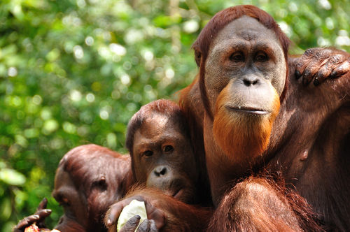 シンガポール動物園 ∞ アジア・グランドサークル・ツアー(2) ∞』シンガポール(シンガポール)の旅行記・ブログ by  Muffinさん【フォートラベル】