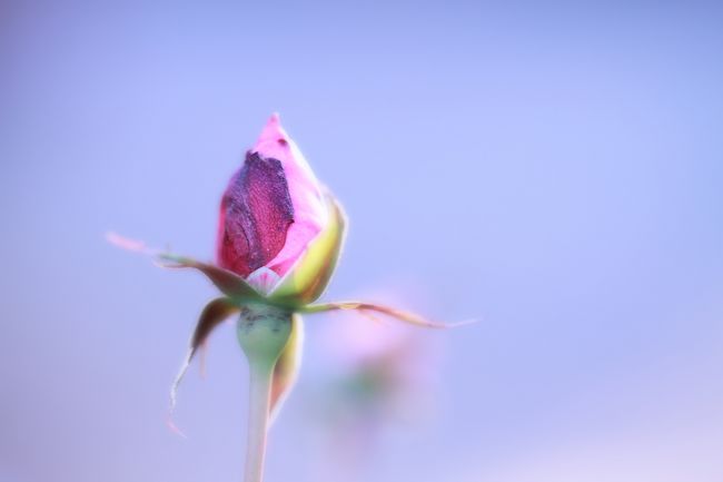 最近、近所にある「花と緑の振興センター」という県の施設にちょくちょく行っては写真の練習をしています。ただ、練習で撮るだけではもったいないので撮った写真をアップすることにしました。