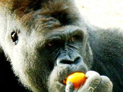 上野動物園-1　ニシローランドゴリラは食事中　☆野菜/果物が好き