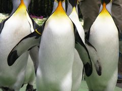 上野動物園-2　オウサマペンギンのお散歩　☆ホッキョクグマも元気に