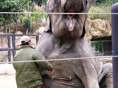 上野動物園-3　アジアゾウは身綺麗にして退場　☆飼育員とは仲好し