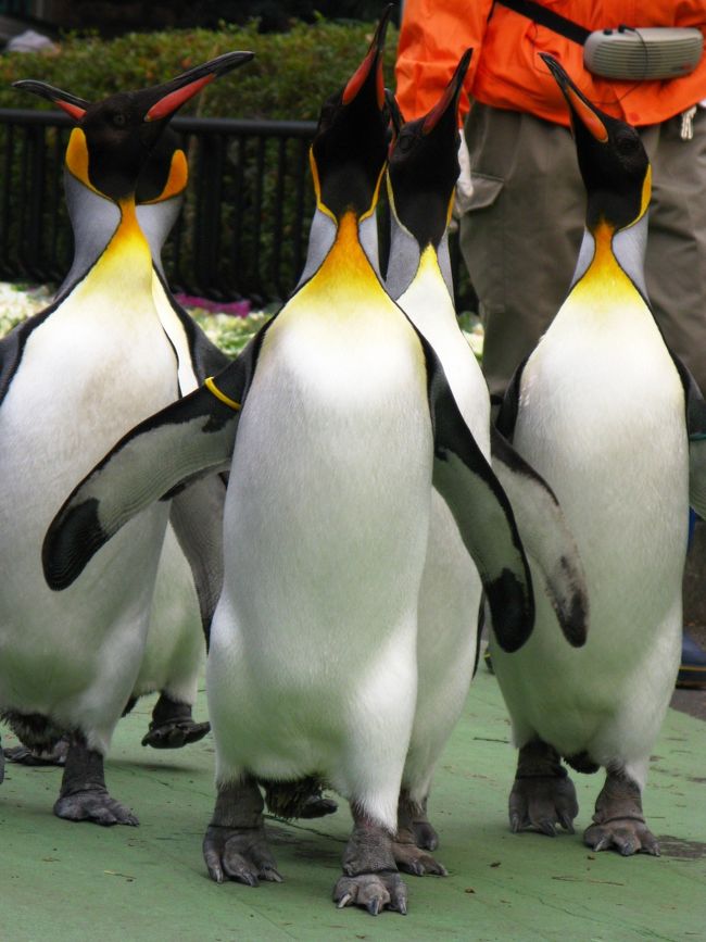 オウサマペンギン （英名 King Penguin ）は、ペンギン科・コウテイペンギン属に分類されるペンギンの一種。現生のペンギンではコウテイペンギンに次ぐ大型種である。<br /><br />2番目に大きな種類のペンギンで、体長は85cm-95cmほどで体重は10kg-16kg。成鳥は頭部とフリッパーと尾羽が黒、背中は灰色、腹部は白色、下くちばしの嘴鞘（ししょう）と耳の周辺、喉が橙色をしている。なお、若鳥は嘴鞘が白やピンク色をしている。外見はコウテイペンギンに似るが小型で、頭部から喉にかけてのオレンジ色が強い。また、体に対するくちばしやフリッパーの比率も大きい。<br />繁殖地は南大西洋とインド洋の、南緯45度から55度にかけて位置する亜南極の島嶼に点在する。<br />（フリー百科事典『ウィキペディア（Wikipedia）』より引用）<br /><br />オウサマペンギン については・・<br />http://f35.aaa.livedoor.jp/~gotozoo/bird/kingpenguin.htm<br /><br />オウサマペンギンの散歩(動画)は・・<br />http://www.youtube.com/watch?v=JJVLkfKs2lA<br /><br />東京都恩賜上野動物園は、東京都台東区上野公園にある東京都立の動物園である。通称上野動物園。東京動物園協会に管理委託している。<br />スマトラトラ、ニシローランドゴリラ等の希少動物をはじめ、500種あまりの動物を飼育している。この飼育動物の種類は日本で最も多い。（フリー百科事典『ウィキペディア（Wikipedia）』より引用）<br /><br />上野動物園については・・<br />http://www.tokyo-zoo.net/zoo/ueno/index.html<br />