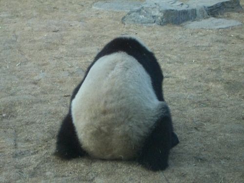 北京動物園のパンダ事情』北京(中国)の旅行記・ブログ by kam