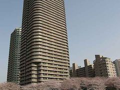 2006　桜が満開　 隅田川　東京-①