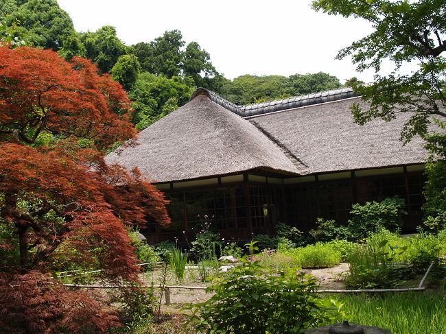 　鎌倉のお寺にはまだ萱葺き屋根が残っている。30棟くらいはあろうか。多いと思うか、少なくなったと思うか。白川郷や五箇山の合掌造り集落やかやぶきの里・北村（京都府美山町）や大内宿の萱葺き屋根の集落は古き良き日本が感じられ何か懐かしい。最近では、いやしの里根場（西湖（富士五湖））まで出来た。古さや生活感は全くないが、入場料の何倍もの満足感を満喫でき、一大観光地となりつつある。鎌倉のお寺を巡って、ほんの少しではあるが懐かしさを感じることができるかもしれない。<br />（表紙写真は浄智寺方丈）