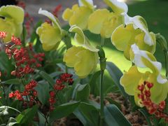 至福の時を淡路のお花の中で