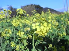 2010年　菜の花まつりレポート　田原市