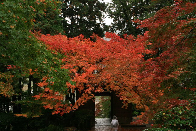 毎年、紅葉ドライブを行っていて、今回は佐賀県の大興善寺です。つつじ寺として有名です。２００９年は結構赤かったです。