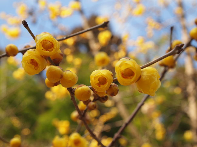 今、綺麗に咲いている一番は、蝋梅ではないでしょうか。<br /><br />大阪府池田市の観光協会公式サイトには、‘花の寺、久安寺では1月下旬に可憐な蝋梅（ロウバイ）が楽しめます。’のテロップが！<br /><br />久安寺は、大阪池田の伏尾温泉の近くにある関西花の寺１２番霊場です。<br /><br />花の寺ということで、紫陽花，紅葉，木蓮，牡丹，つつじ，大山れんげ，石楠花，蓮，山茶花，椿の花がそれぞれの季節で眼を楽しませてくれるようです。<br /><br />美しい楼門をくぐり境内へ、本堂の裏手に綺麗に手入れされている庭園‘虚空園’があり、そこに本日のテーマ蝋梅が満開で、その良い香りが一面に漂っています。<br /><br />蝋梅の花の可憐でしかも凛としいて香りも良く、そのすばらしさを、この久安寺で実感できます。<br /><br />久安寺の庭園は、この蝋梅無しでも、黄色，赤，緑など色々な色の草木がきちんと手入れがされており、すばらしいものです。<br /><br />季節季節で、色々な花が咲き、いつでもきっと素晴らしい庭園の姿を見せてくれると思います。<br /><br />境内をめぐった後、門前にある‘かやの木’で名物の‘柿の葉寿司’と‘くずあんかけうどん’をいただきました。