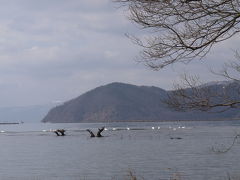 コハクチョウに会いに湖北へ　