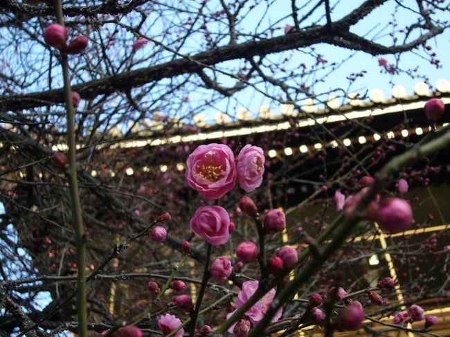 興正寺（こうしょうじ）と言ってもピンとこない方もおられるのではないでしょうか？実は私は知りませんでした。<br />今月のカレンダーの写真が綺麗な紅梅で、撮影場所が「興正寺」と記してあるので調べたら堀川通・西本願寺の南隣りでした。<br /><br />今年の冬は暖かい日が多いので、もしかしたら少しは咲いてるかも？？と見に行ってみました。<br /><br />咲き始めから満開になるまでの姿を追ってみました。<br /><br /><br />