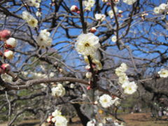 小金井公園でお散歩